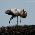 067_Biebrza - kwiecien 2011